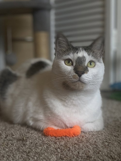 Winter, Adult Domestic Short Hair (short coat), cat for adoption in Largo, Florida