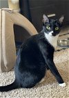 adoptable Cat in tampa, FL named Peach