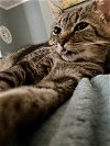 adoptable Cat in tampa, fl, FL named Benjamin
