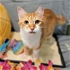 adoptable Cat in tampa, FL named Fuzzy Biscuits