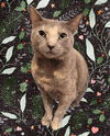 adoptable Cat in tampa, FL named Petal