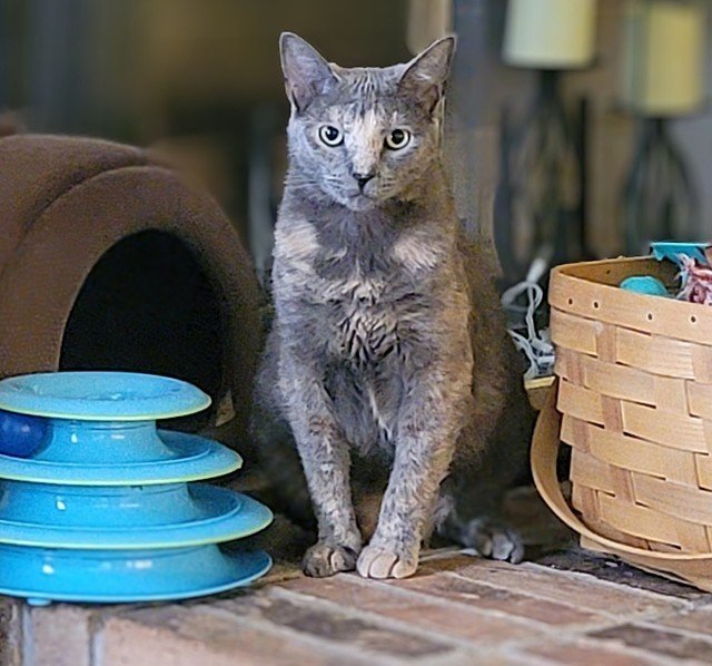 adoptable Cat in Tampa, FL named Petal