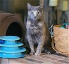 adoptable Cat in tampa, FL named Petal