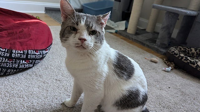 adoptable Cat in Tampa, FL named Clyde