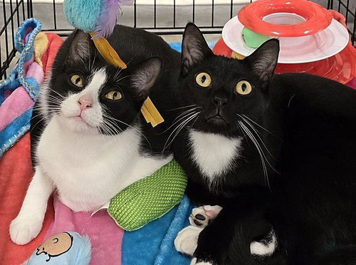 Night Light, Young Domestic Short Hair (short coat), cat for adoption in Largo, Florida
