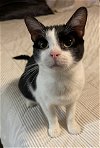 adoptable Cat in tampa, FL named Alan Adams
