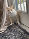 adoptable Cat in tampa, FL named Lucy (Lucinda)