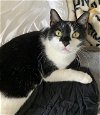 adoptable Cat in tampa, FL named Maya