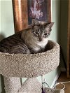 adoptable Cat in tampa, FL named Edamame