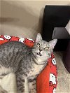 adoptable Cat in tampa, FL named Joey