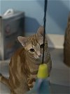 adoptable Cat in tampa, FL named Louie
