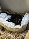 adoptable Cat in tampa, fl, FL named Bolt