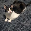 adoptable Cat in tampa, FL named Swiss Miss