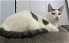 adoptable Cat in tampa, FL named Gram