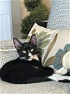 adoptable Cat in tampa, FL named Arthur