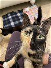 adoptable Cat in tampa, FL named Lorelei