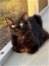 adoptable Cat in tampa, FL named Daya