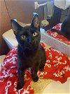 adoptable Cat in tampa, FL named Peeper