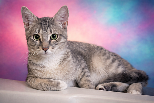 Roseo, Young Domestic Short Hair (short coat), cat for adoption in Largo, Florida