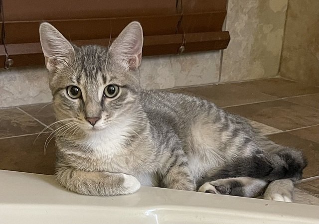 adoptable Cat in Tampa, FL named Roseo