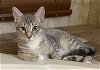 adoptable Cat in tampa, FL named Roseo