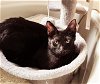 adoptable Cat in tampa, FL named Dasher