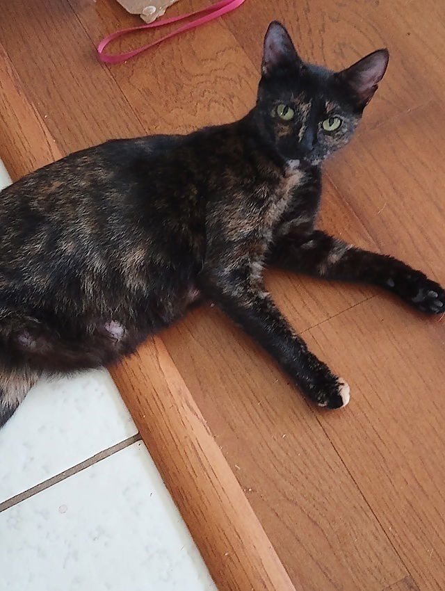 adoptable Cat in Tampa, FL named Tay Tay (Momma Cat)