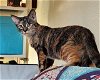 adoptable Cat in tampa, FL named Lisa