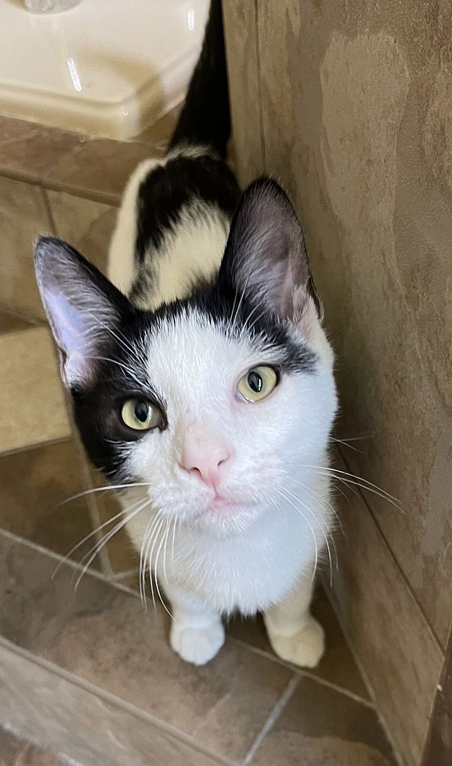 adoptable Cat in Tampa, FL named Balderdash Adams