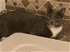 adoptable Cat in tampa, FL named Ash