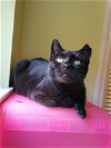adoptable Cat in tampa, FL named Joy