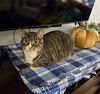 adoptable Cat in tampa, FL named Cardee