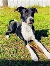 adoptable Dog in tampa, FL named Coco - Mo