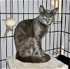adoptable Cat in tampa, FL named Gracie AP