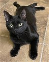 adoptable Cat in tampa, FL named Axel Adams