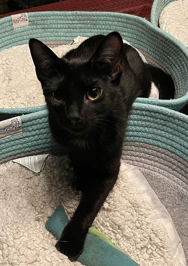 adoptable Cat in Tampa, FL named Axel Adams