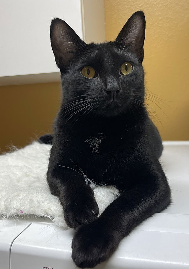adoptable Cat in Tampa, FL named August Adams