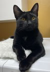 adoptable Cat in tampa, FL named August Adams