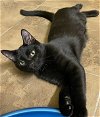 adoptable Cat in tampa, FL named August Adams
