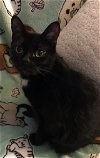 adoptable Cat in tampa, FL named Alina Adams