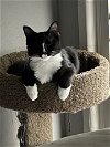 adoptable Cat in tampa, FL named Miro
