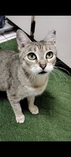 adoptable Cat in Tampa, FL named Miss Molly