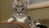 adoptable Cat in tampa, FL named Rosella