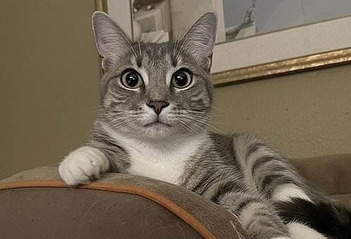 Rosella, Young Domestic Short Hair (short coat), cat for adoption in Largo, Florida