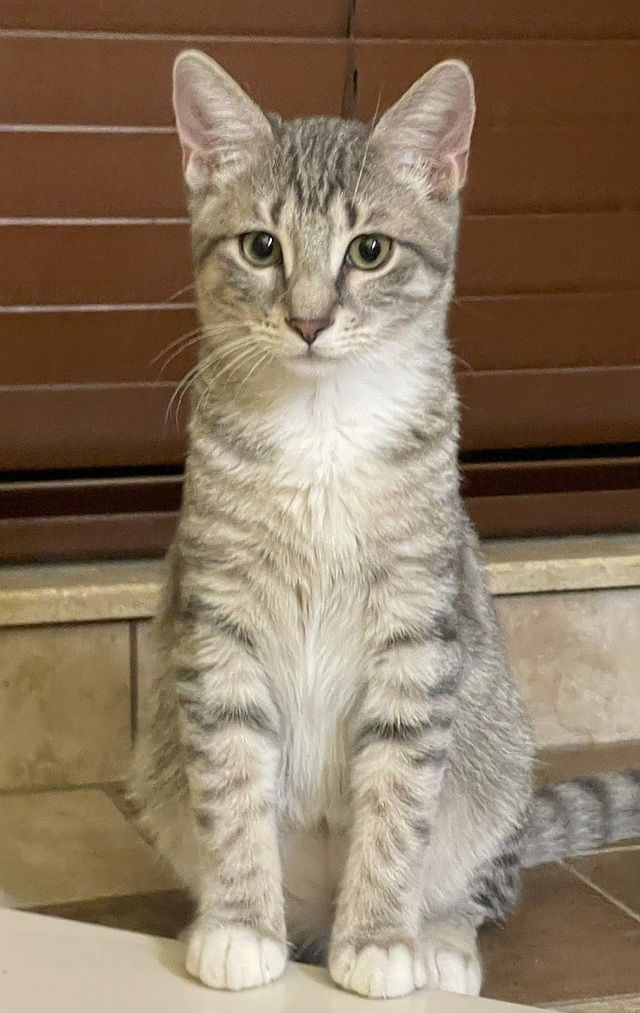 adoptable Cat in Tampa, FL named Rosella