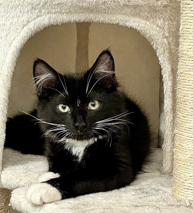 adoptable Cat in Tampa, FL named Logi