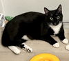 adoptable Cat in Tampa, FL named Charlie AP