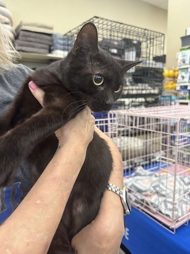 adoptable Cat in Tampa, FL named Audi