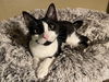 adoptable Cat in tampa, FL named Gandolfini