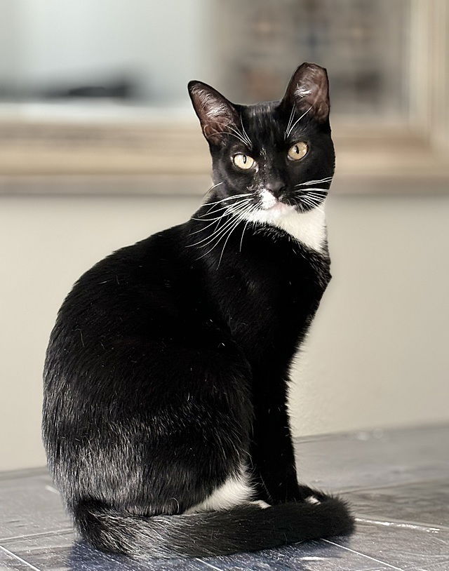 adoptable Cat in Tampa, FL named Cuddle